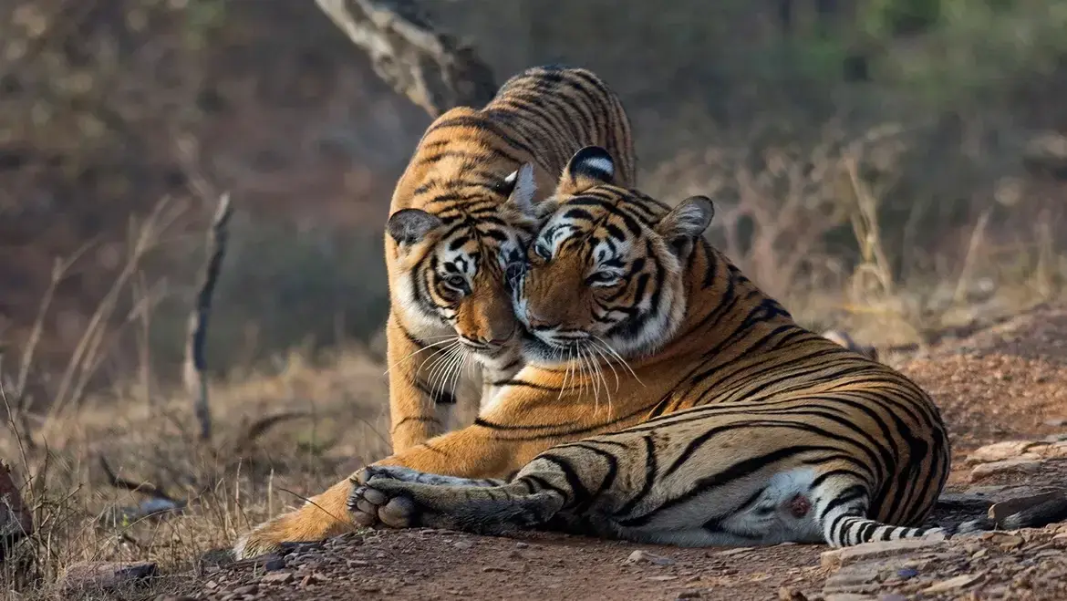 Explore Incredible India — Ranthambore Tiger Safari and Jaipur family tours by BharatMile